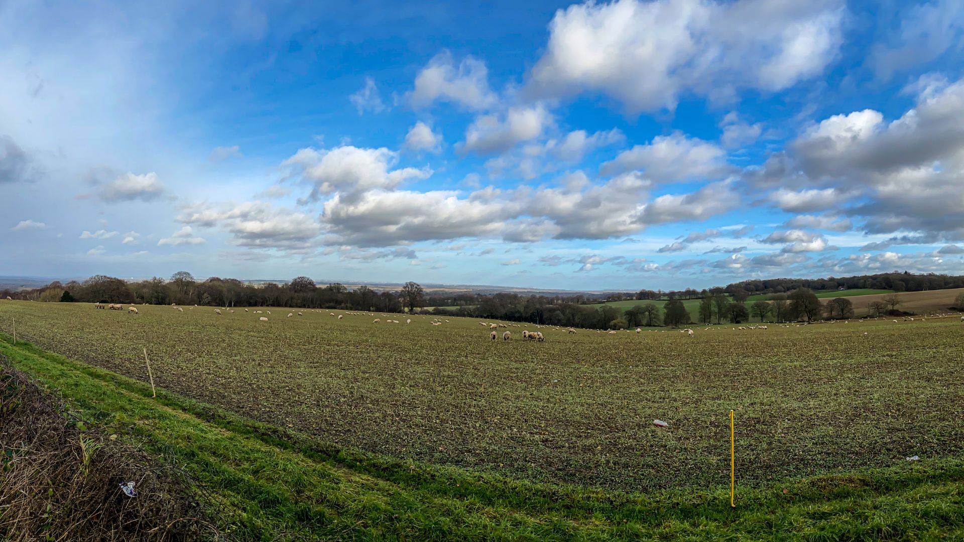 Sheep grazing in a hilltop field with trees and blue sky with clouds