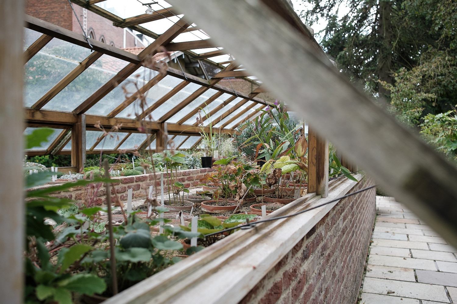 Greenhouse with plants in a community garden